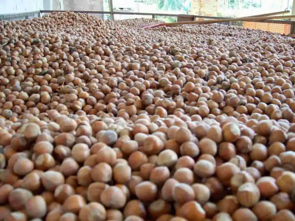 Raccolta nocciole 2021 Piemonte igp azienda agricola Scoiattolo rosso