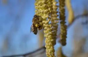 Apicoltura Scoiattolo Rosso apicoltura Scoiattolo Rosso api in raccolta polline