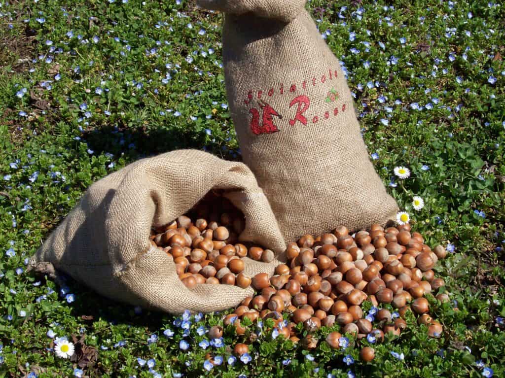 Nocciola Piemonte igp in guscio